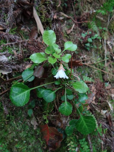 Shortia rotundifolia, photographed by 呂一起(Lyu yi-chi)