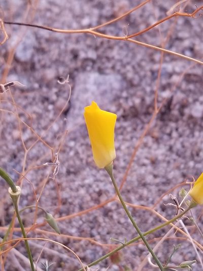 Eschscholzia papastillii, photographed by Rod