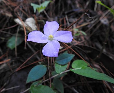 Arthrostemma parvifolium, photographed by Matteo Cassella