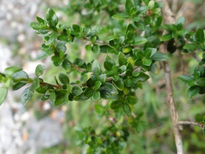 Serissa japonica, photographed by 呂一起(Lyu yi-chi)
