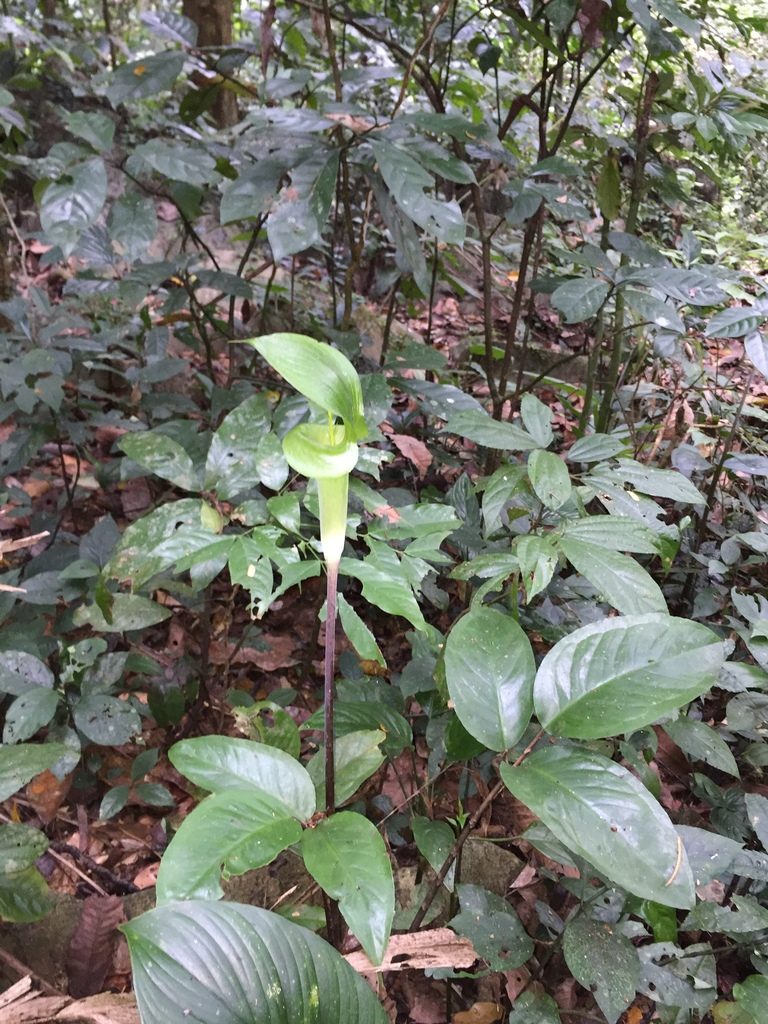 Arisaema balansae, photographed by Pavel Kirillov