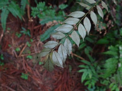 Zanthoxylum scandens, photographed by 呂一起(Lyu yi-chi)