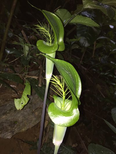 Arisaema balansae, photographed by Pavel Kirillov