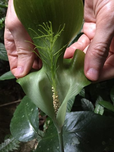 Arisaema balansae, photographed by Pavel Kirillov