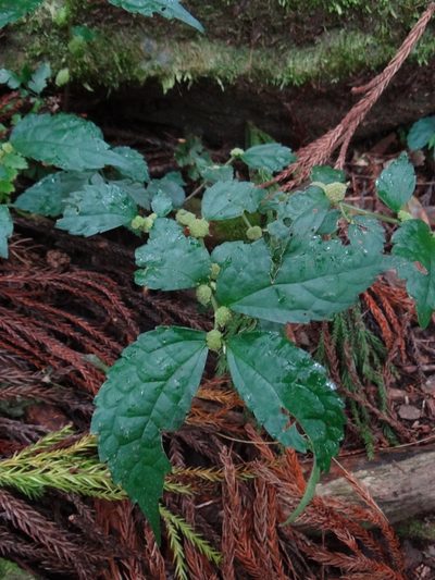 Elatostema cyrtandrifolium, photographed by 呂一起(Lyu yi-chi)