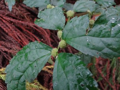 Elatostema cyrtandrifolium, photographed by 呂一起(Lyu yi-chi)