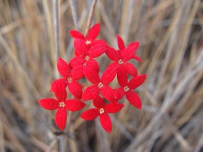 Bouvardia viminalis, photographed by Alexis López Hernández