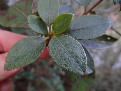 Rhododendron breviperulatum, photographed by 呂一起(Lyu yi-chi)