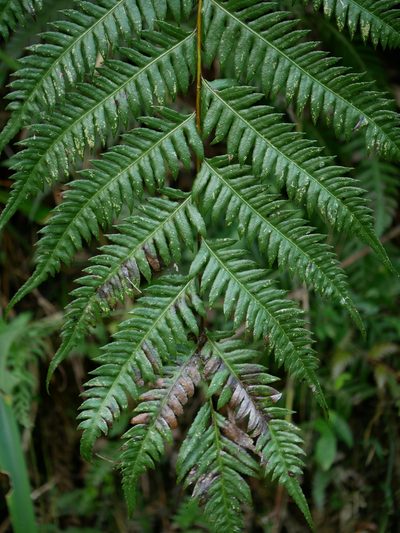 Woodwardia unigemmata, photographed by Jacy Chen