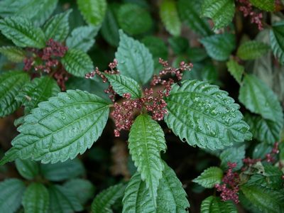Pilea aquarum, photographed by Jacy Chen