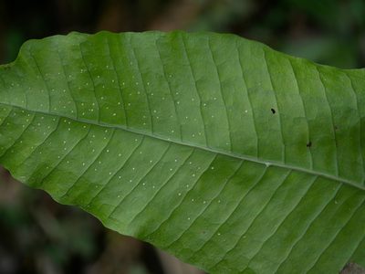 Bosmania membranacea, photographed by Jacy Chen