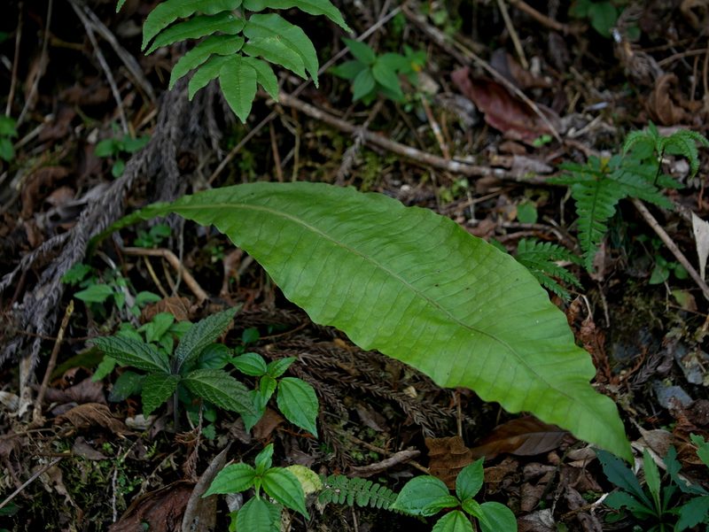 Bosmania membranacea, photographed by Jacy Chen