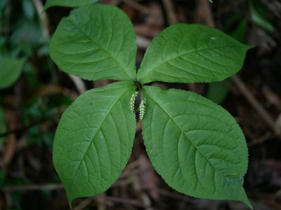 Chloranthus oldhamii, photographed by Jacy Chen