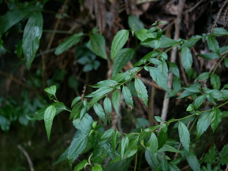 Teucrium bidentatum, photographed by Jacy Chen