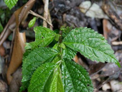 Elatostema rivulare, photographed by Jacy Chen