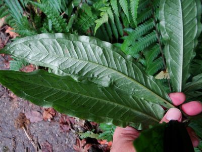 Arisaema ilanense, photographed by 呂一起(Lyu yi-chi)