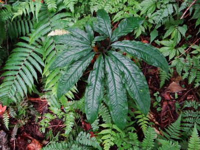 Arisaema ilanense, photographed by 呂一起(Lyu yi-chi)
