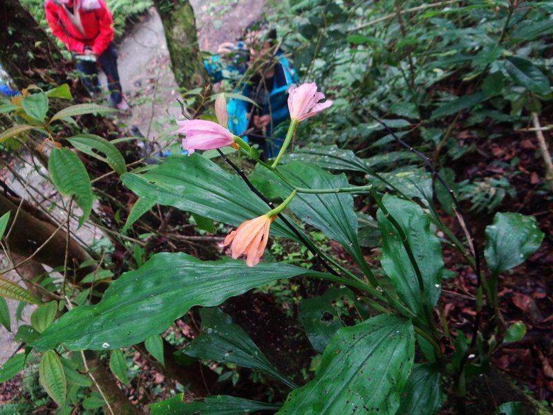 Phaius mishmensis, photographed by 呂一起(Lyu yi-chi)