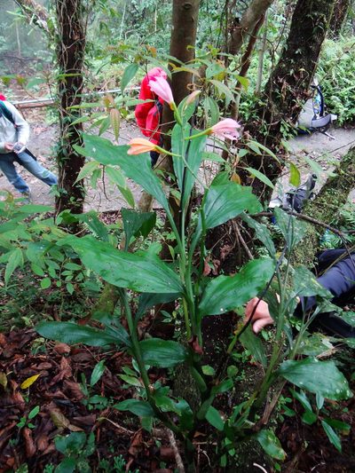 Phaius mishmensis, photographed by 呂一起(Lyu yi-chi)