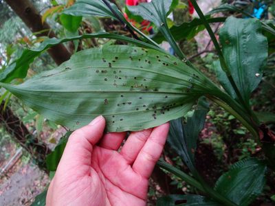 Phaius mishmensis, photographed by 呂一起(Lyu yi-chi)
