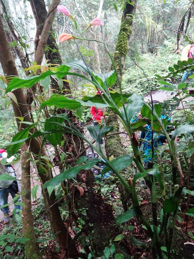 Phaius mishmensis, photographed by 呂一起(Lyu yi-chi)