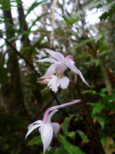 Calanthe arisanensis, photographed by 呂一起(Lyu yi-chi)