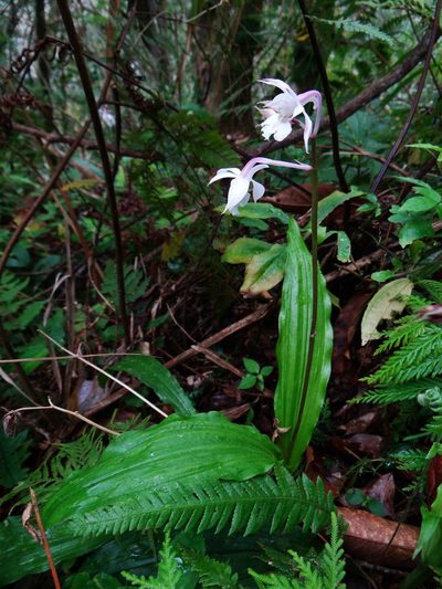 Calanthe arisanensis, photographed by 呂一起(Lyu yi-chi)