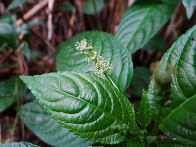 Mercurialis leiocarpa, photographed by 呂一起(Lyu yi-chi)
