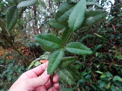 Berberis schaaliae, photographed by 呂一起(Lyu yi-chi)