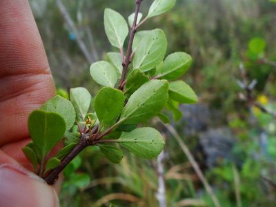 Rhamnus parvifolia, photographed by 呂一起(Lyu yi-chi)