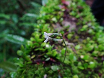 Cheirostylis chinensis, photographed by 呂一起(Lyu yi-chi)