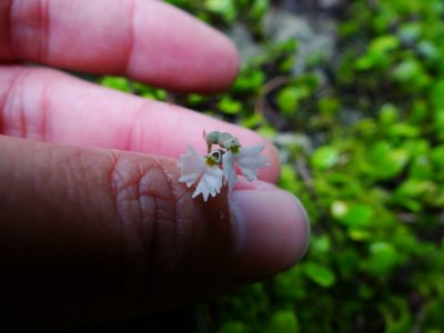 Cheirostylis chinensis, photographed by 呂一起(Lyu yi-chi)