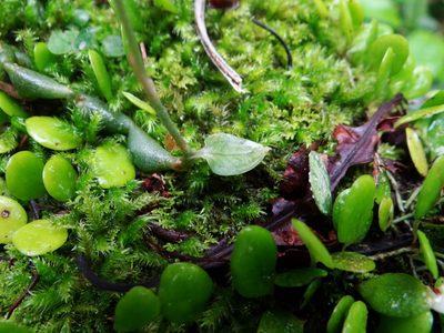 Cheirostylis chinensis, photographed by 呂一起(Lyu yi-chi)