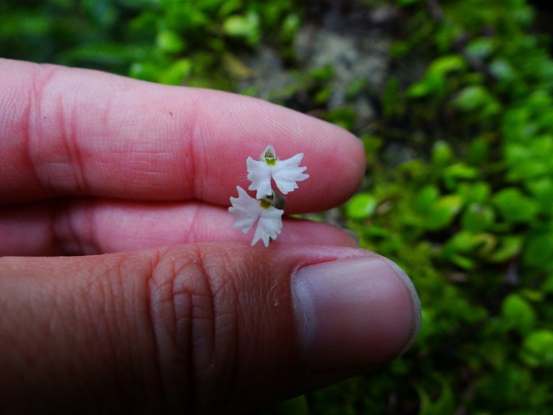 Cheirostylis chinensis, photographed by 呂一起(Lyu yi-chi)