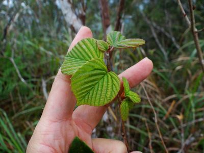 Corylopsis pauciflora, photographed by 呂一起(Lyu yi-chi)