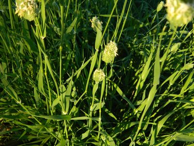 Phalaris canariensis, photographed by Eduardo Luis Beltrocco