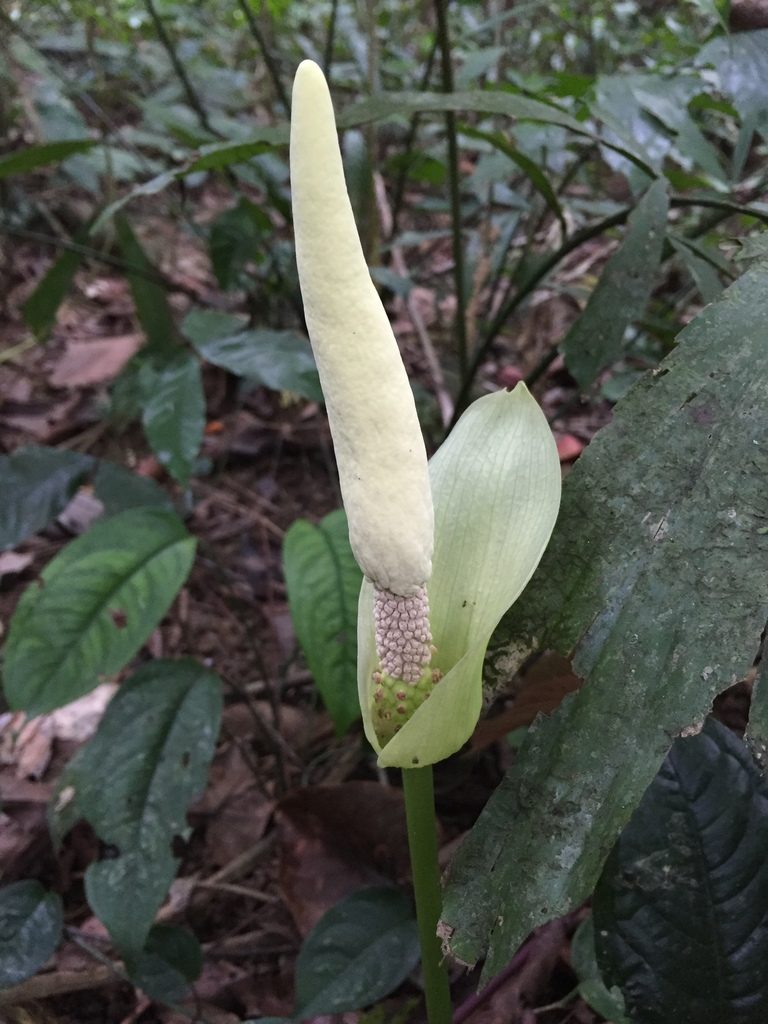 Amorphophallus coaetaneus, photographed by Pavel Kirillov