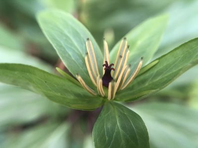 Paris polyphylla, photographed by 黃美滿