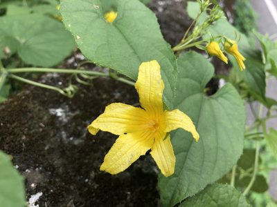 Thladiantha punctata, photographed by 黃美滿