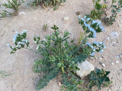 Limonium lobatum, photographed by desertnaturalist