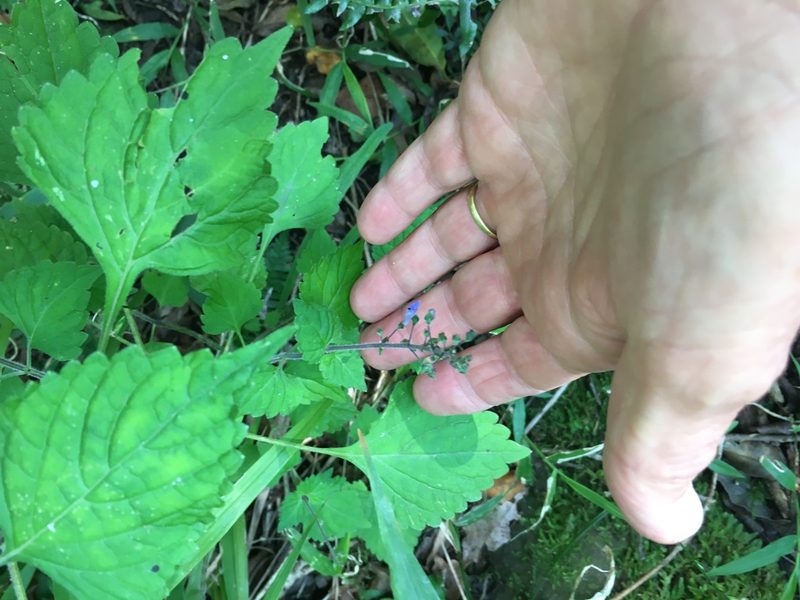 Coleus dolichopodus, photographed by Caroline Voget