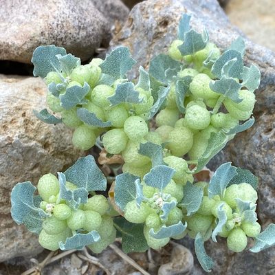 Atriplex holocarpa, photographed by desertnaturalist