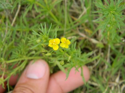 Scoparia montevidensis, photographed by Eduardo Luis Beltrocco