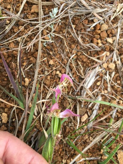 Disperis oxyglossa, photographed by Caroline Voget