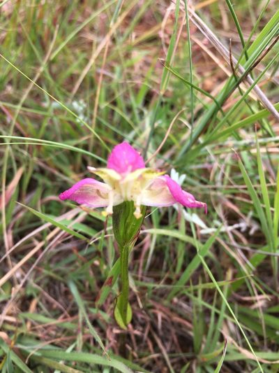 Disperis oxyglossa, photographed by Caroline Voget