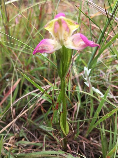 Disperis oxyglossa, photographed by Caroline Voget