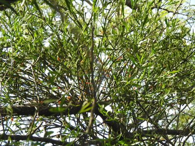 Phoradendron quadrangulare, photographed by Eduardo Luis Beltrocco