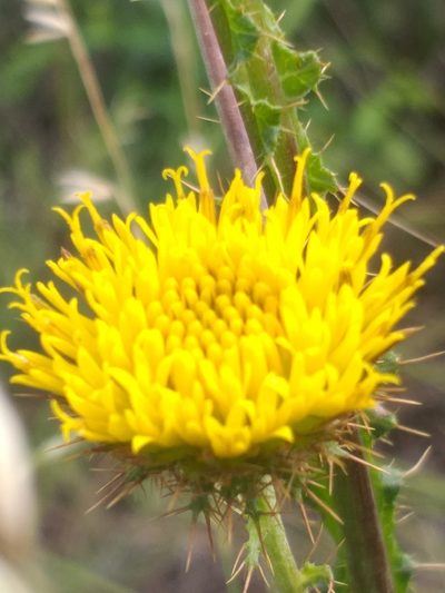 Berkheya carduoides, photographed by kevin koen