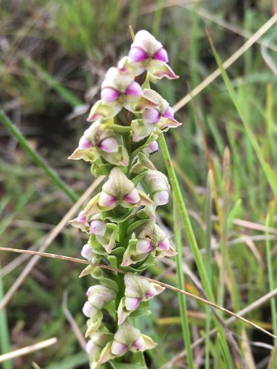 Disperis cardiophora, photographed by Caroline Voget