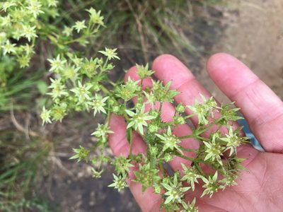 Alepidea setifera, photographed by Caroline Voget